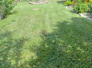 Kristin M.'s lawn care services service result