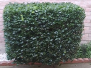 Brian F.'s Bush Trimming service result