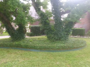 Rachel D.'s Bush Trimming service result