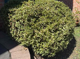 Alan C.'s Bush Trimming service result