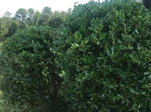 Jerome F.'s Bush Trimming service result