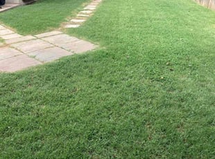 Sophia R.'s lawn care service result