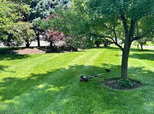 Candace L.'s lawn care service result