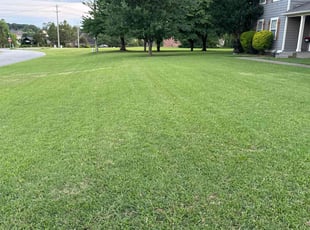 Susan H.'s turf maintenance service result