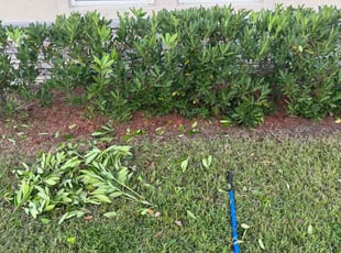 Efrain L.'s Bush Trimming service result