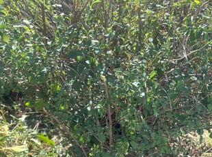 Alejandra R.'s Bush Trimming service result