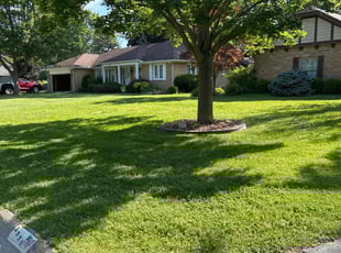 Latalya P.'s turf care service result