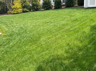 JIM P.'s grass maintenance service result