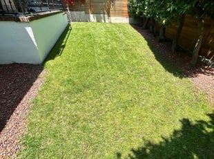 Dan R.'s lawn maintenance service result