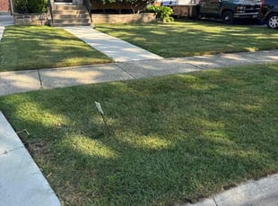 Lizzie B.'s turf care service result