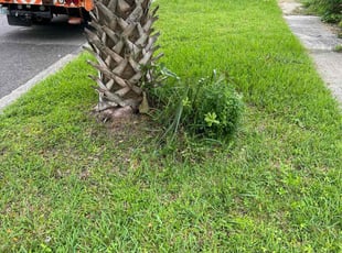Kelsey R.'s Bush Trimming service result