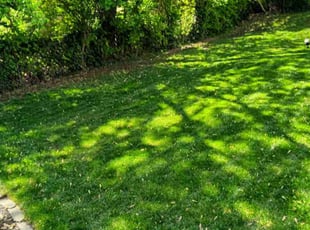 Karen c.'s grass cutting service result