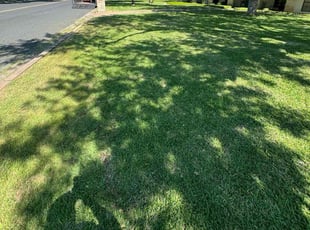 Guy M.'s turf care service result