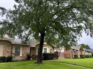 Lavanessa Y.'s turf maintenance service result