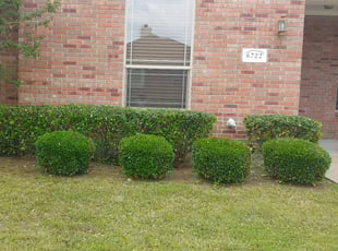 Isaac D.'s Bush Trimming service result
