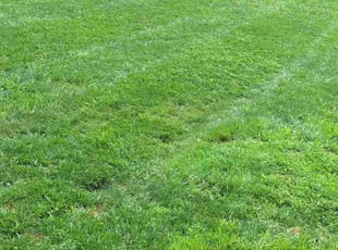 Victoria G.'s lawn care services service result