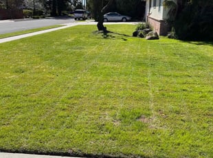 Celeste P.'s lawn service service result