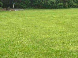 Freddie I.'s Lawn Seeding service result