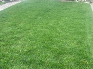 Alejandra R.'s turf maintenance service result