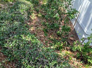 Rebecca D.'s Bush Trimming service result
