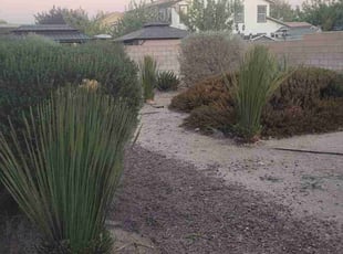 Nancy M.'s Bush Trimming service result