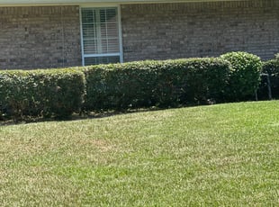 Shawntel G.'s Bush Trimming service result