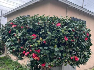 Ronald L.'s Bush Trimming service result