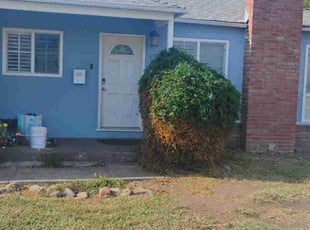 Laura L.'s Bush Trimming service result