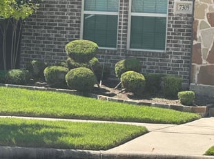 Callista H.'s Bush Trimming service result