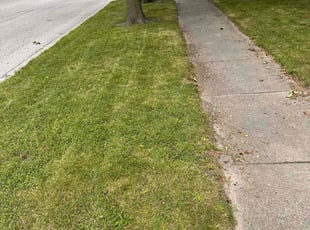 James N.'s grass cutting service result