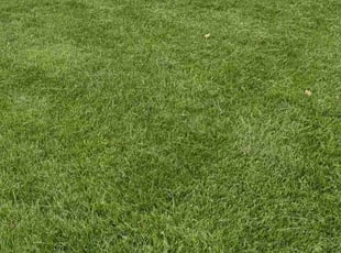 Malia P.'s lawn care service result