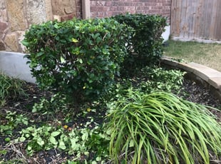 Kristin R.'s Bush Trimming service result