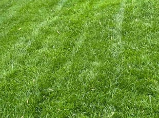 Gary P.'s lawn care service result