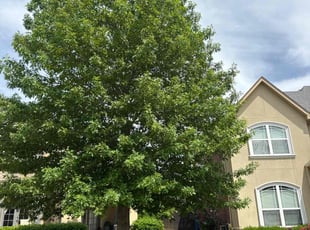 Bina H.'s residential landscaping service result