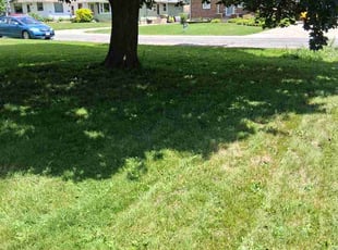 Stella K.'s grass maintenance service result