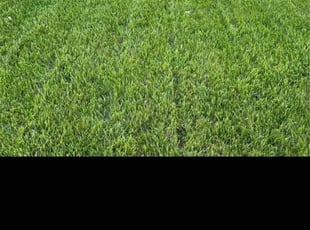 Derek B.'s turf care service result