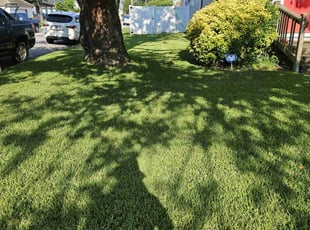 Robert R.'s grass cutting service result