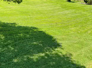 Roberto V.'s lawn care services service result