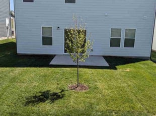 Nissa S.'s lawn care service result