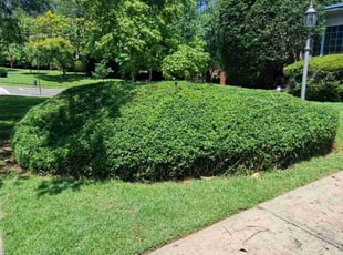 Danyelle R.'s Bush Trimming service result
