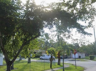 Brinda H.'s grass maintenance service result