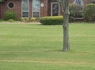 Landa H.'s lawn service service result