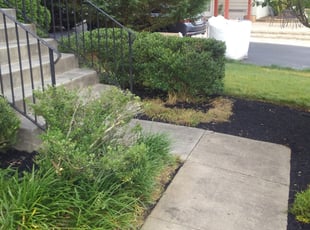 Elizabeth P.'s Bush Trimming service result