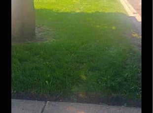 Noah S.'s grass cutting service result
