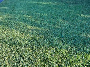Kelly S.'s Lawn Mowing service result