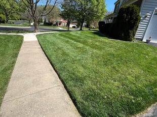 Whitney D.'s turf care service result