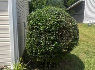 Elizabeth K.'s Bush Trimming service result