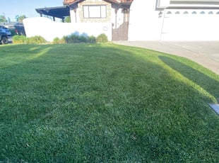 Gena A.'s lawn care service result