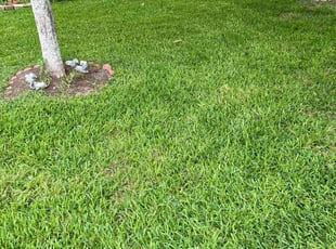 Danette M.'s lawn care services service result