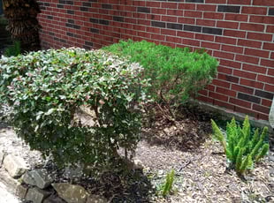 Tyrell S.'s Bush Trimming service result
